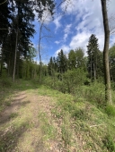 Wald 01