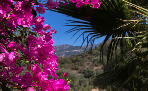 Buganvilla Montaña