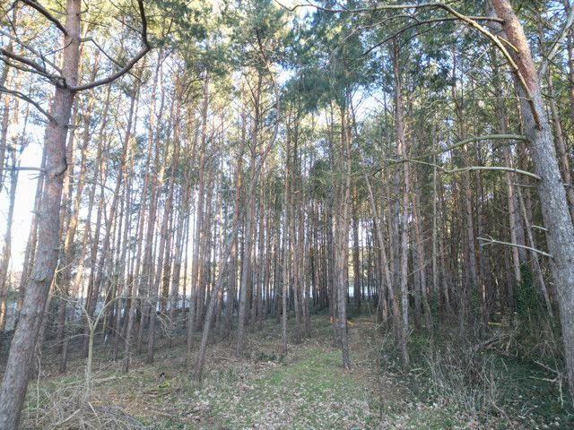 eigener, kleiner Wald