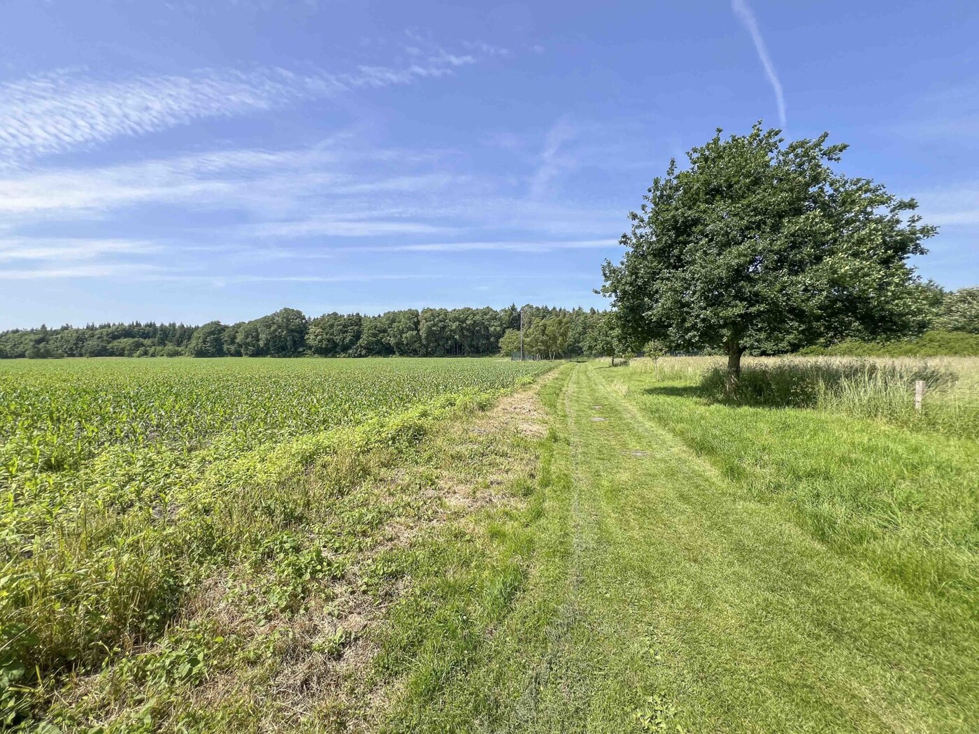 Nahegelegener Feldweg