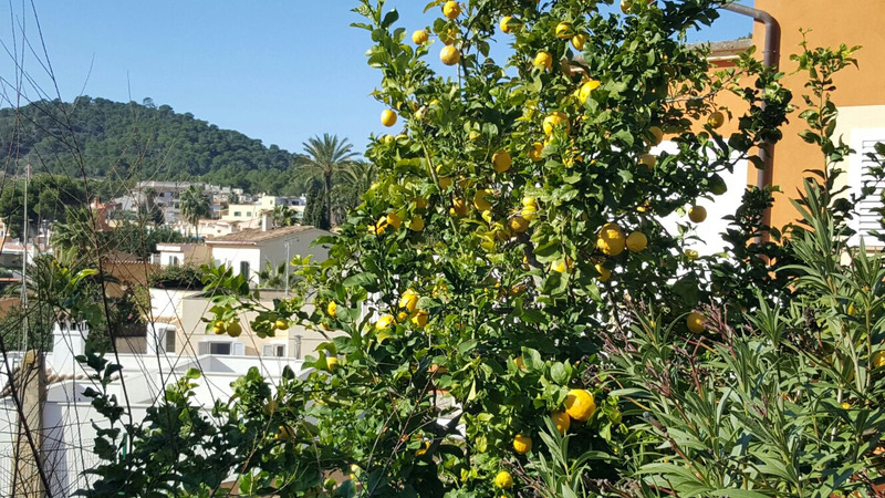 comprar en Mallorca comprar en Mallorca