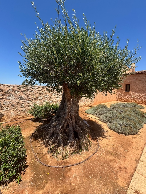 Finca for frent Santanyi
