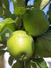 winterapfel-granny-smith-m004852_w_1