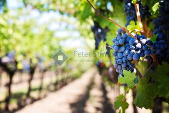 grapes-553463_1920