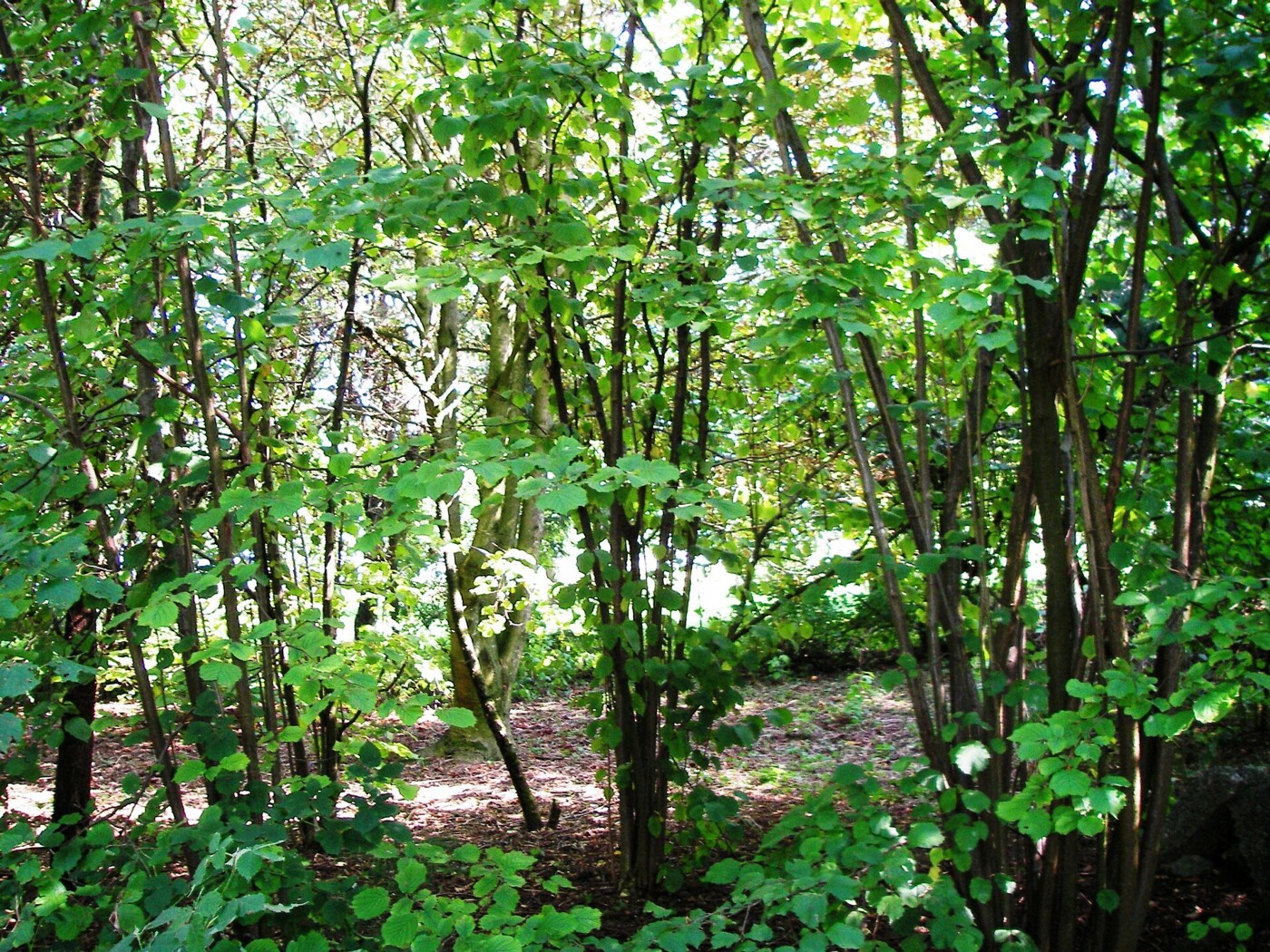 Garten
