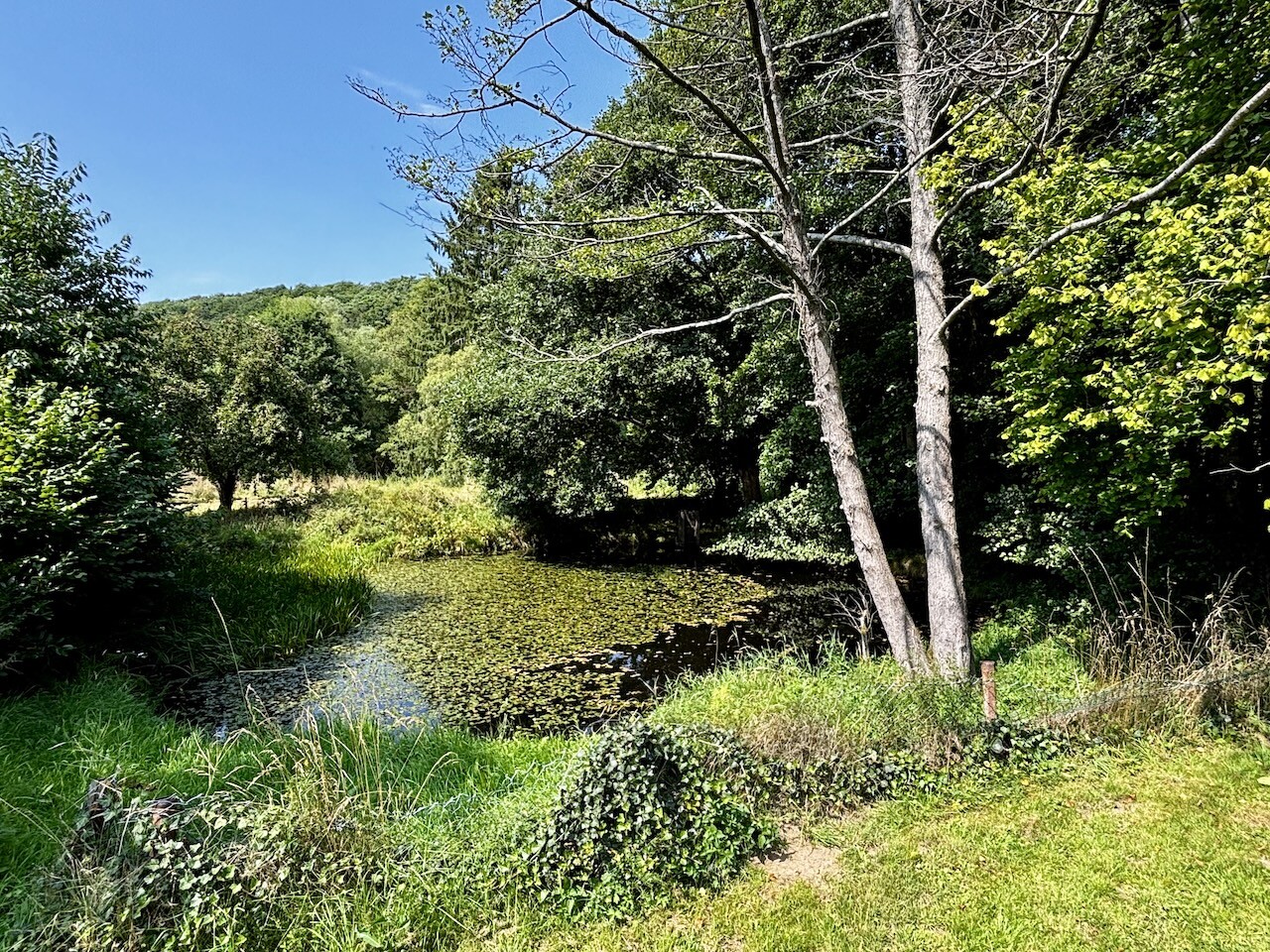 Teich