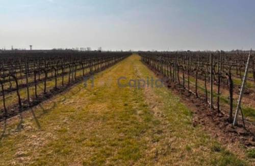 90 ha grosses Weingut in der Provinz Padua - Italien