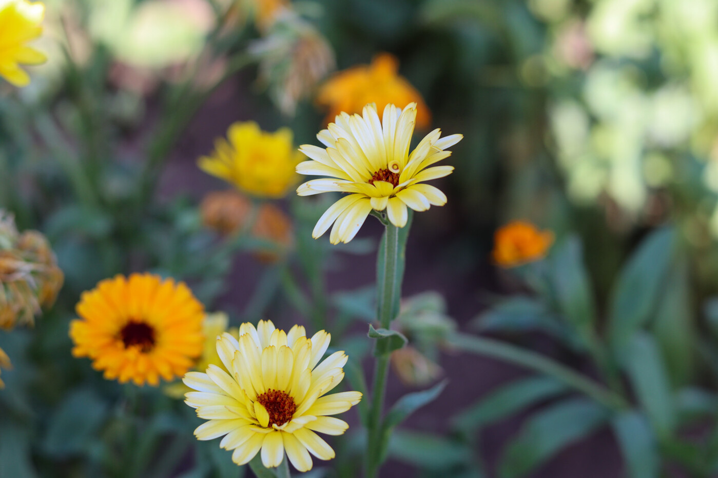 Gärtnern, Gemüse- und Obstanbau sowie die schönsten Blumen - hier machbar