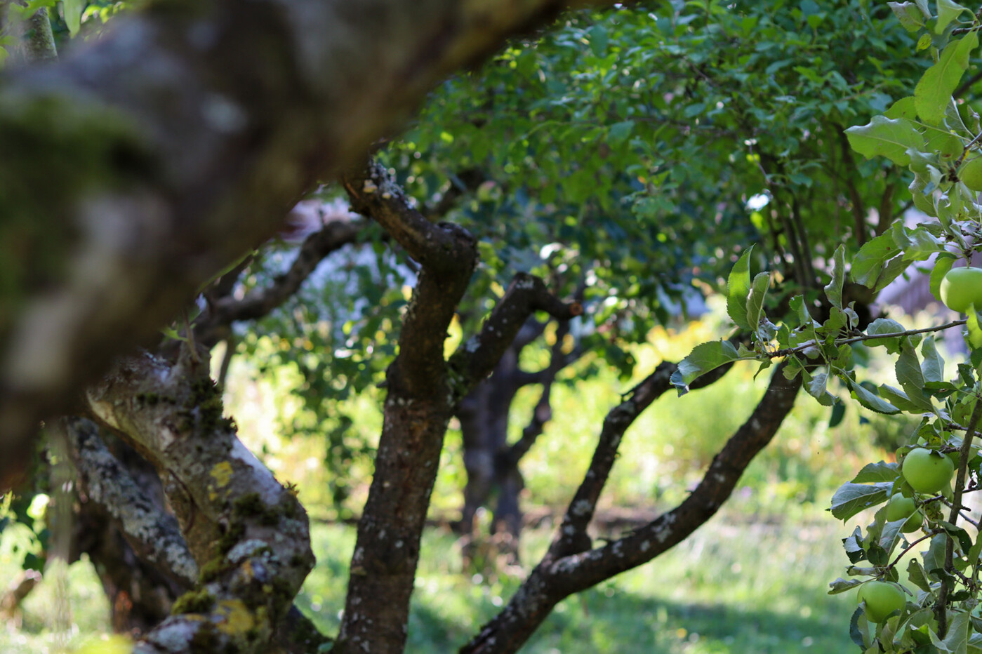 Verwunschener alter Obstbaumbestand - Äpfel, Kirschen, Walnuss