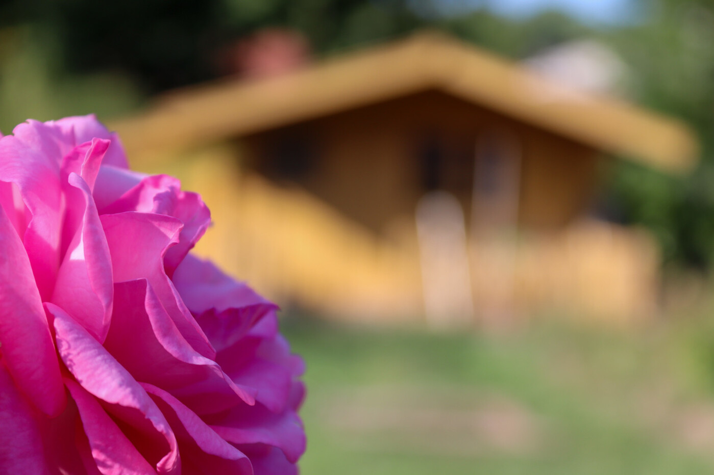 Rosentraum vorm Gartenhäuschen