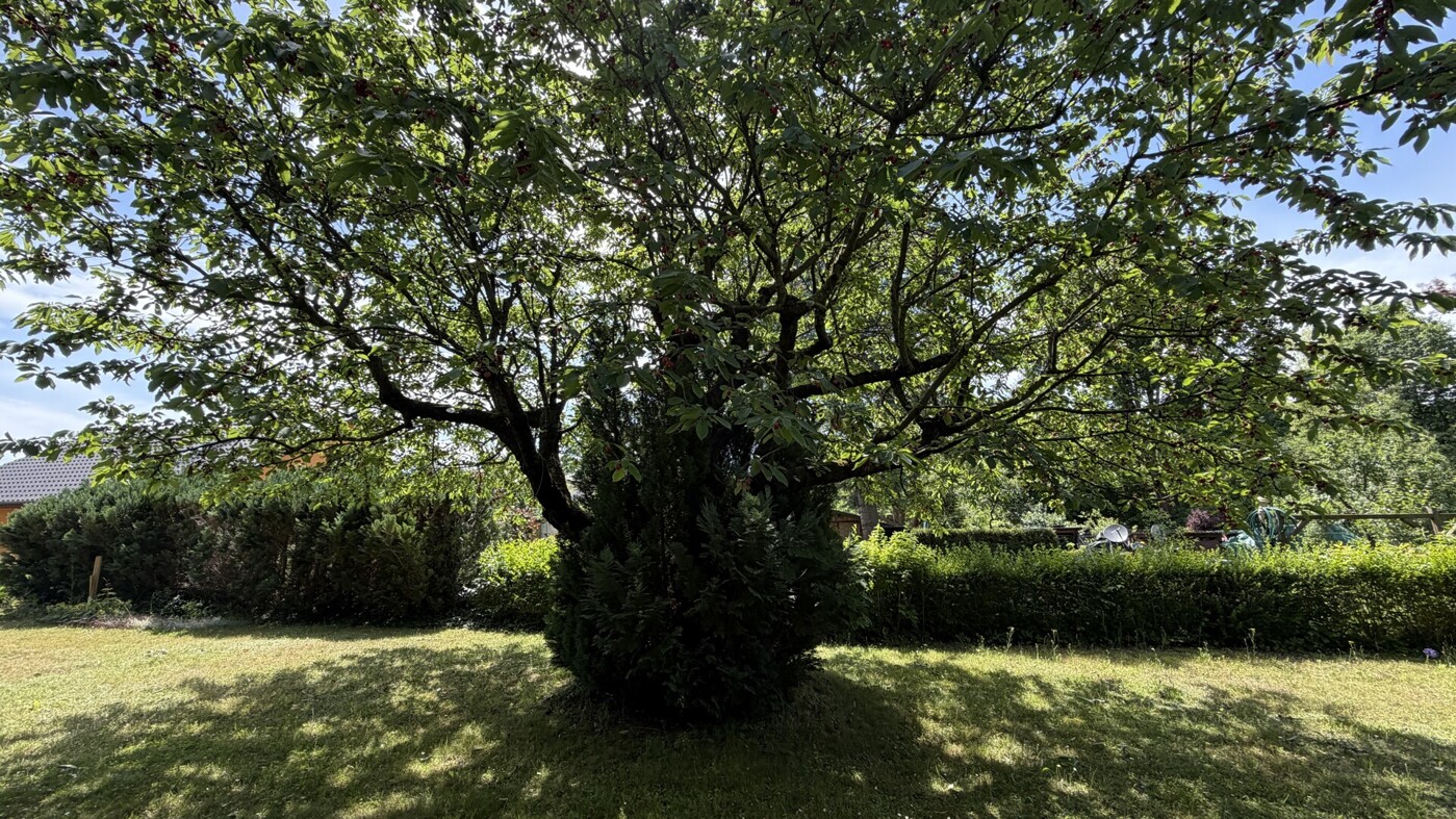 Kirschbaum im Garten