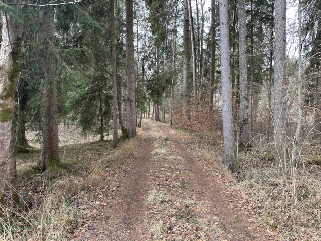 Gut erschlossene Waldfläche