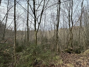 Gut erschlossene Waldfläche