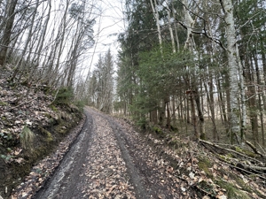 Gut erschlossene Waldfläche