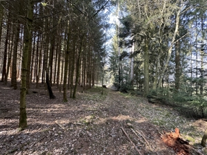Brennholz aus eigenem Wald