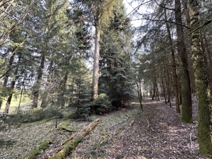 Brennholz aus eigenem Wald