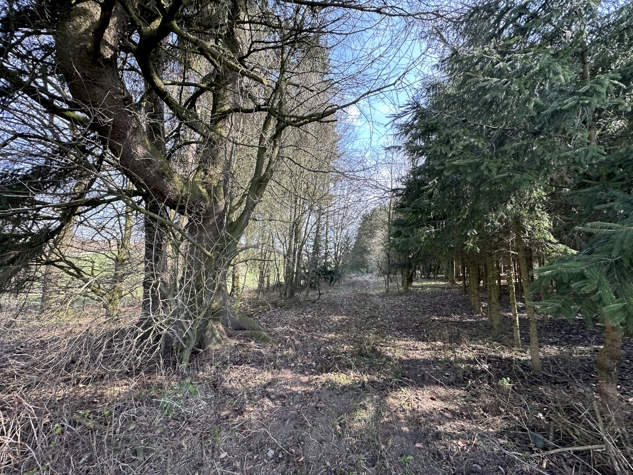 Brennholz aus eigenem Wald