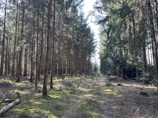 Brennholz aus eigenem Wald