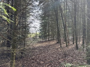 Brennholz aus eigenem Wald