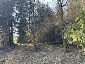 Brennholz aus eigenem Wald