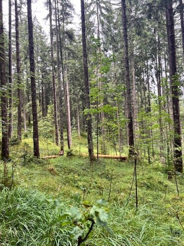 Wald 2