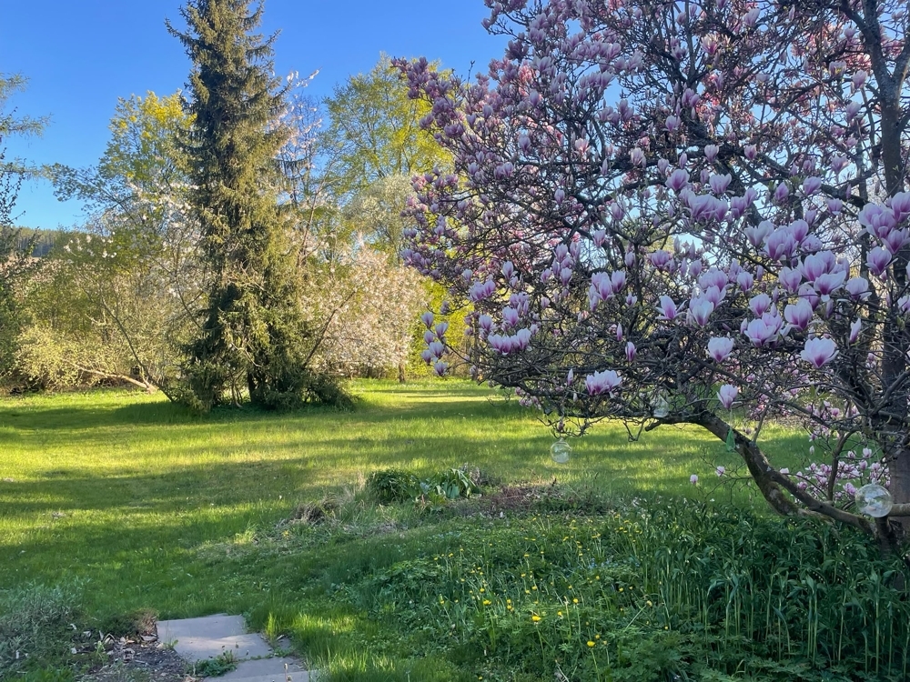11_Parkgarten-Magnolie