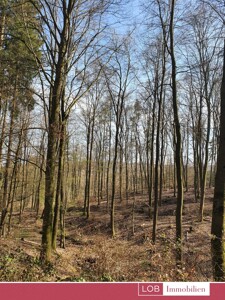 Waldfläche