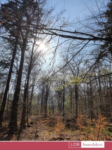 Waldfläche