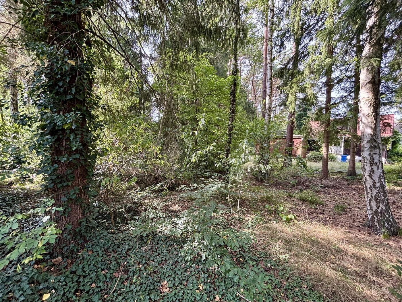 Natürlicher Rückzugsort unter hohen Bäumen