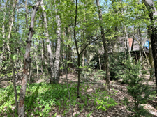 Mischwald