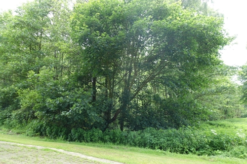 Waldrand