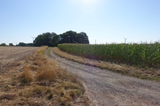 Acker rechts und links vom Weg