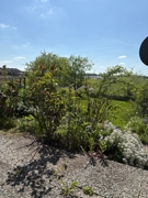 GRünes an der Terrasse