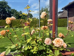 Rosenstolz