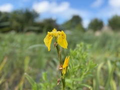 Naturerlebnis - hier Lilien