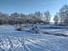 Teich im Winter