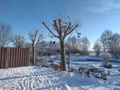 Wintersonne
