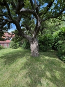 Alter Baum 