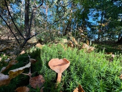 Naturidyll