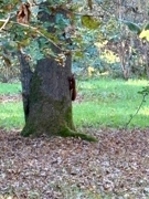 Eichhörnchen 