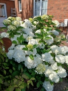 Hortensian an der Terrasse