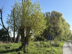 Das Deichwäldchen 