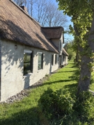 Alleebäume