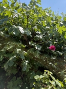 Der Feigenbaum