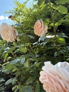Rosentraum