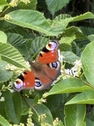 Schmetterling 