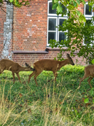 Rehe im Garten
