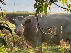 Ruhige Nachbarn