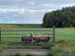 Schafe als Nachbarn