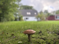 Natur pur